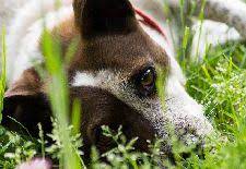 Maybe you would like to learn more about one of these? Dog Friendly Plants Naturehills Com