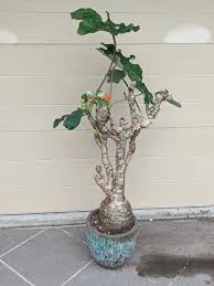 Image result for Jatropha podagrica