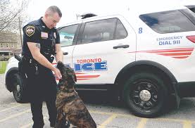 Laura brabant said they did have paid duty officers on the island over the weekend. Https Www Heraldstaronline Com News Local News 2020 06 Toronto Police Department Welcomes K 9 Luna