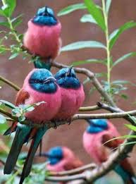 Pin On Obviously You Love Birds