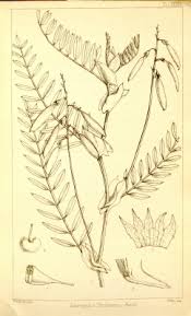 Image result for Astragalus atropilosulus