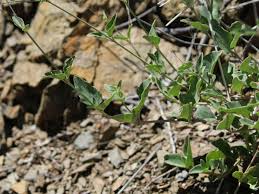 Image result for Commicarpus