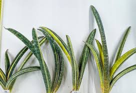 Image result for Sansevieria hallii