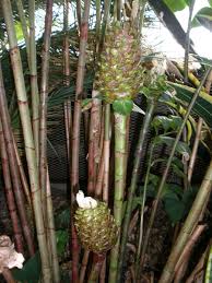 Image result for Costus afer