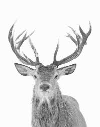 Black And White Deer Printable Deer Print Animal Art Large Wall Art Prints Deer Photography Prints Black And White Printable Wall Art Deer Poster Downloadable Prints Deer Photography Art Deer Print