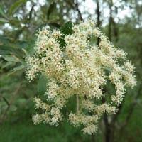 Image result for Buddleja saligna