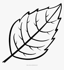 Click the picture below to make it larger, then print out your favorite flowers coloring page! Leaf Coloring Page Drawing Picture Of Leaf Hd Png Download Kindpng