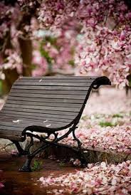Cherry Blossoms Blossom Trees Cherry Blossom Spring Blossom