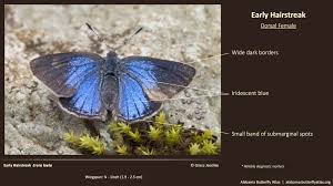 Image result for Alectra picta