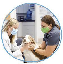 5631 us hwy 98 s, lakeland, fl 33812 map & directions. Veterinarian Animal Hospital In Lakeland Fl Call Us Today