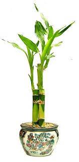 Houseplant Care Guides Lucky Bamboo 101 Lucky Bamboo Plants Lucky Bamboo House Plant Care