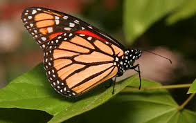 Image result for Monarch Butterfly