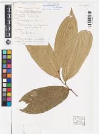 Image result for Monoon