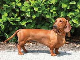 Image result for štýrský brakýř