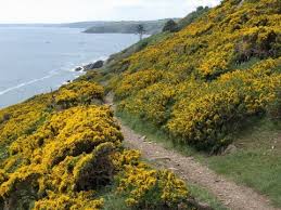 Image result for Ulex