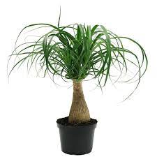 Ponytail palm care is surprisingly easy for a palm. Costa Farms Ponytail Palm In 6 In Grower Pot 6pony The Home Depot