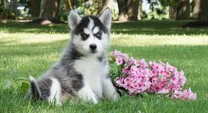 Find an adoption event near you—and find the pet who will steal your heart. Kybra Kennels Siberian Husky Puppies