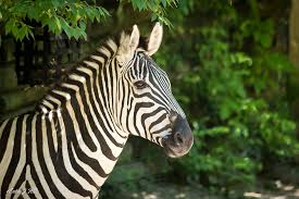 Image result for zebra