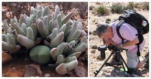 Последние твиты от san francisco succulent & cactus society (@sfsucculent). San Francisco Succulent Cactus Society