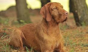 Check spelling or type a new query. Dogs Of Hungary The Breeds Part 2 Acme Canine
