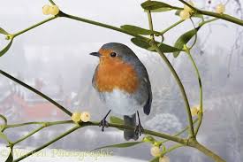 Black And White Bird With Red Breast Uk Robin On Mistletoe Photo With Images Robin Bird Bird Sightings Bird Art