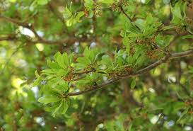 Image result for Manilkara mochisia