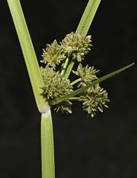 Image result for Cyperus difformis