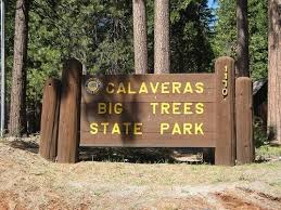 Calaveras big trees state park. Calaveras Big Trees State Park In Arnold California Kid Friendly Attractions Trekaroo