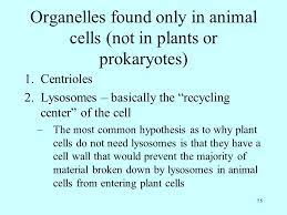 What organelles are only found in animal cells and not in plant cells. A All Living Things Are Made Of Cells Ppt Download