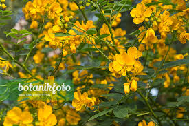 Image result for Senna bicapsularis