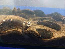 Delaware S Freshwater Mussels Cleaning Water One Particle At A Time