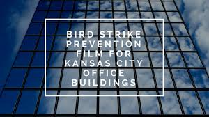 Bird Strike Prevention Film For Kansas City Office Buildings Kansas City Commercial Window Tinting Bird Strike City Office Office Building