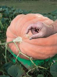 Serving durham & raleigh, nc. North Carolina Farmer Grows Giant Produce Nc Field Family
