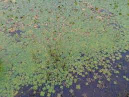 We did not find results for: How To Control Water Clover Aquaplant Management Of Pond Plants Algae