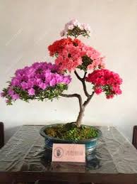 20pcs Bag 22 Kinds Azalea Flower Seeds Rhododendron Plant Rare Bonsai Diy Garden Plants Like Sakura Japanese Cherry Blo Bonsai Flower Bonsai Plants Bonsai Diy