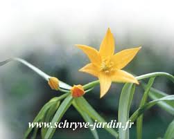 Image result for Littonia