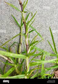 Image result for Cenchrus clandestinus