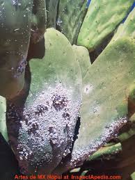 You can control cactus pests using a variety of diy techniques. Fungal Mold Growth On Cactus Causes Cures Identification Of Mold Species That Grow On Cactus Plants