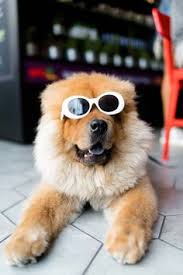 It's free to sign up! 140 Pet Grooming Billings Mt Ideas Pet Grooming Grooming Billings Montana