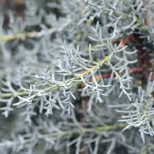 Image result for Cupressus arizonica