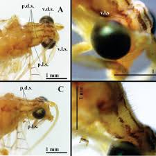 The microhabitat: 30. Cyanopenthe taiwana sp. nov.; 31. C. leei sp....