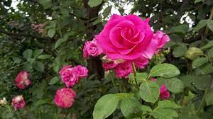 Pe timpul cat cazanul de tuica este incalzit si se produce tuica veti mai fi nevoit sa lipiti pe unde mai crapa pasta. Cat Se Lasa Fructele La Fermentat Pentru Tuica Youtube