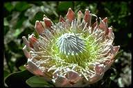 Image result for Protea gaguedi