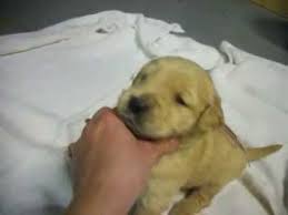 Will be ready to go home april twentyfourth. Akc Golden Retriever Puppies Terrell Texas Youtube