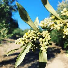 Olive trees for sale, filter selections by clicking on the criteria below. Olive Tree Cultivation All Of The Stages Masia El Altet Blog