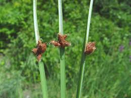 Image result for Schoenoplectiella roylei