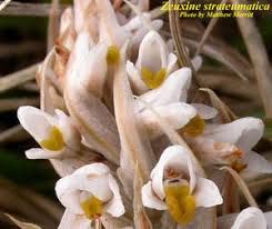 Image result for Zeuxine elongata