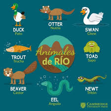 Pin De Andreina Gil Ovalles En Cambridge Vocabulario En Ingles Aprendizaje De Ingles Para Ninos Como Aprender Ingles Basico