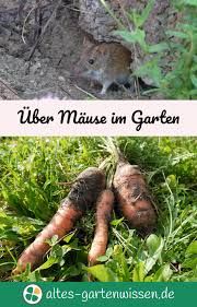 Für diese maus kaufen, die maus selber fangen und es dann als haustier halten? Uber Mause Im Garten Garten Pflanzen Gartentipps