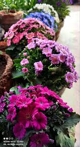 Image result for Cineraria deltoidea
